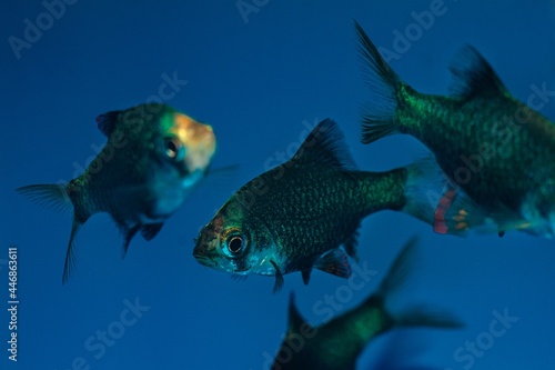 green tiger barb, group of females, rare coloration commercial trade tropical cyprinid fish, spectacular, active and easy to keep colorful juvenile in pet shop © Valeronio