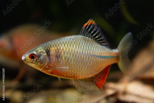 dominant male of gudgeon or bitterling in bright spawning coloration swim in a planted freshwater nature aquarium, beautiful ornamental species, dark low light biotope concept