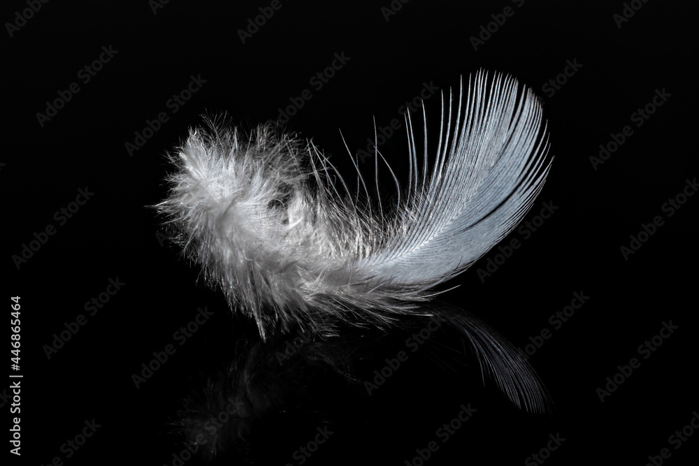 Lightweight white feather on the black glossy background with reflection.