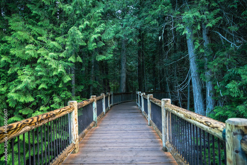 Fototapeta Naklejka Na Ścianę i Meble -  Moody, dark scene along the boardwalk trail along the Trail of the Cedars in Glacier National Park