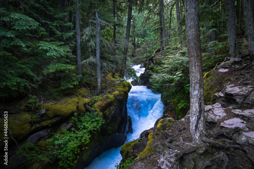 Avalanche Creek and its teal waters flow through the dense forest of Glacier National Park