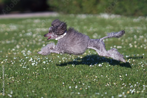 Active grey Toy Poodle dog with a Scandinavian lion show clip and a white collar running fast on a green grass in summer © Eudyptula