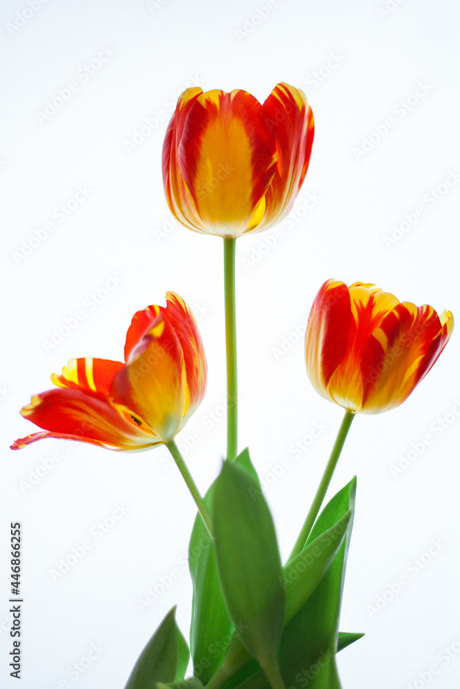 Tulip Flowers on a white background flat lay Tulip Flowers on a white background flat lay