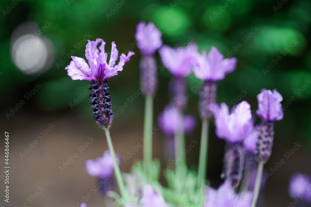 Lavender Flower Fresh Spring Plant Lavender Flower Fresh Spring Plant