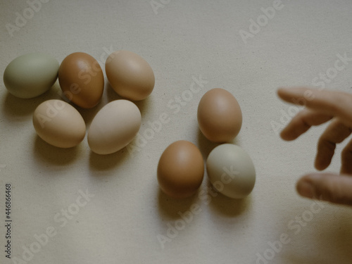 Tablou canvas Reaching for a farm fresh egg
