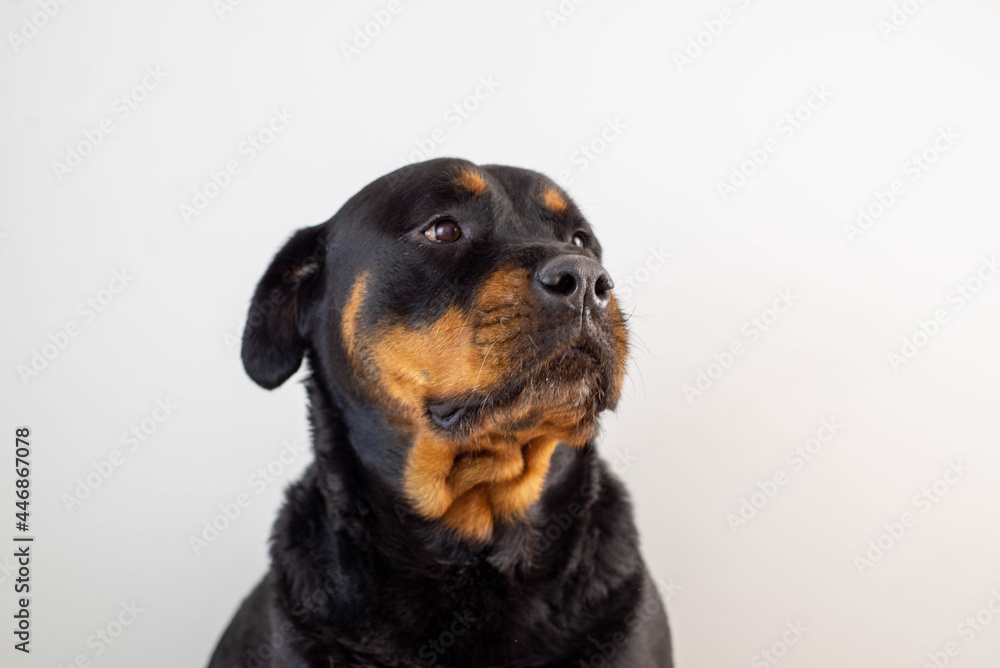 A female rottweiler breed dog posing on a white background