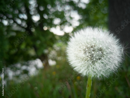 White fluffy dandelion against a backdrop of greenery  a close edicted background