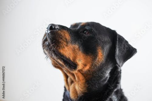 A female rottweiler breed dog posing on a white background