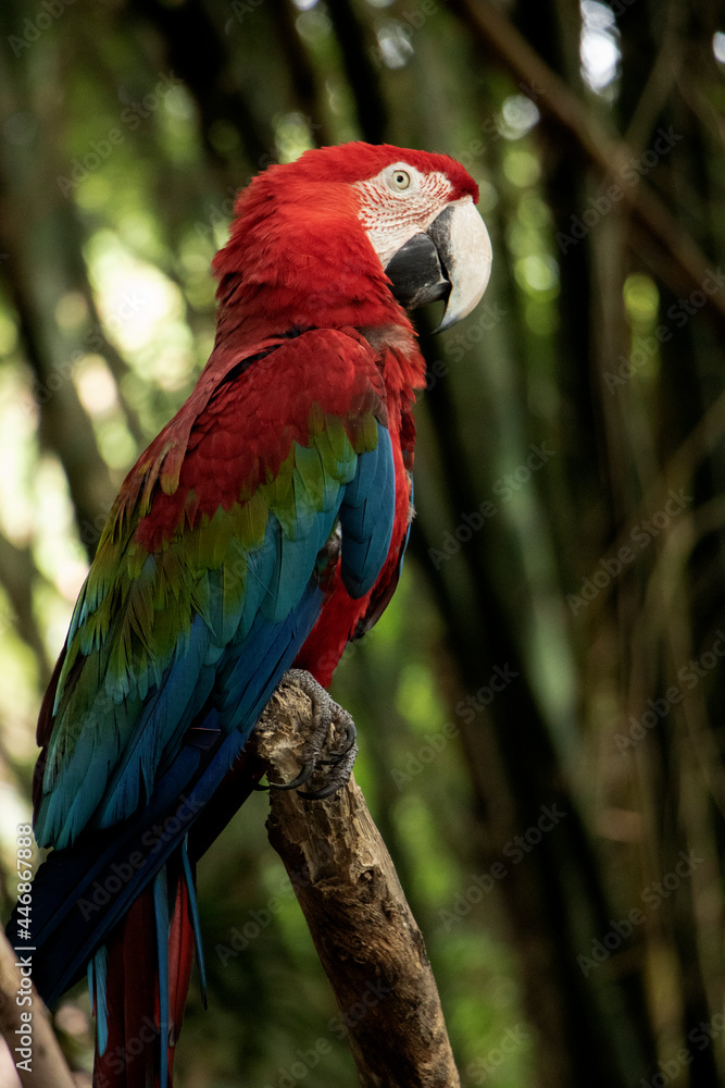 red and blue macaw