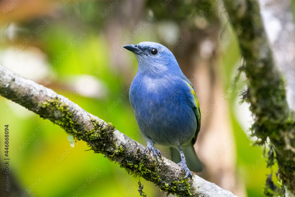 Beautiful colorful blue tropical bird on rainforest vegetation