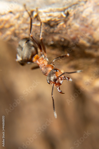 Red Wood Ant in spring © Cavan