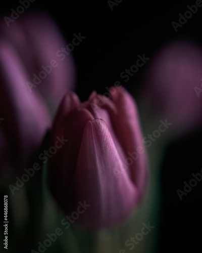 Pink tulip, tulips, macro, nature, mysterious, moody, close-up photo