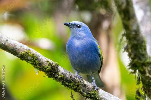 Beautiful colorful blue tropical bird on rainforest vegetation © Cavan