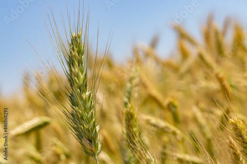 wheat fields in the sun organic farming