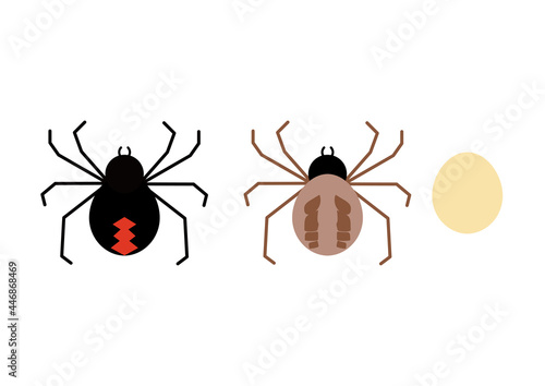 セアカゴケグモのメス(左)とオス(右)と卵ーRed-back spider, Latrodectus hasseltii, female  on the left, male  on the right and egg