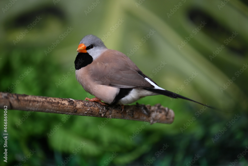 red winged blackbird