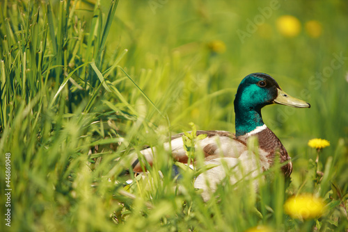 Duck on green grass near lake