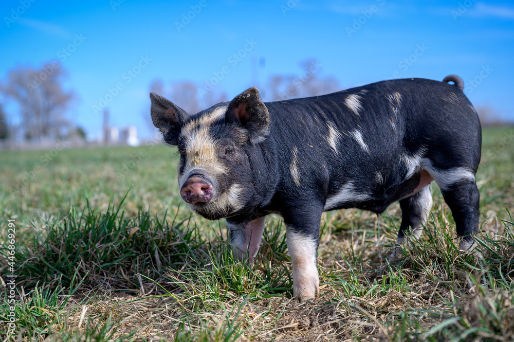 Fototapeta premium Piglets playing on the farm