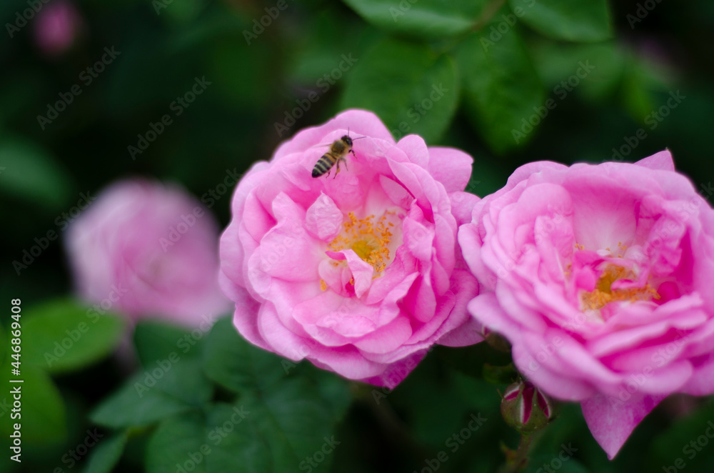 bee pollinates rose flowers, free space