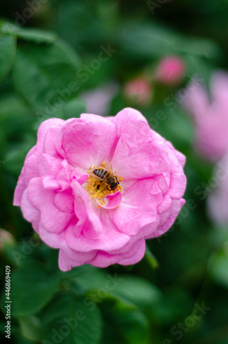 bee pollinates rose flowers, free space, close-up