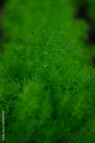 dill bed in the garden, free space