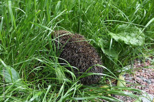 A hedgehog in the grass