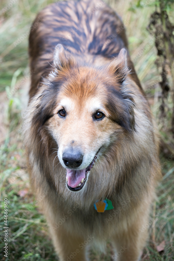 A close-up portrait of collie German shepherd dog mix in grass