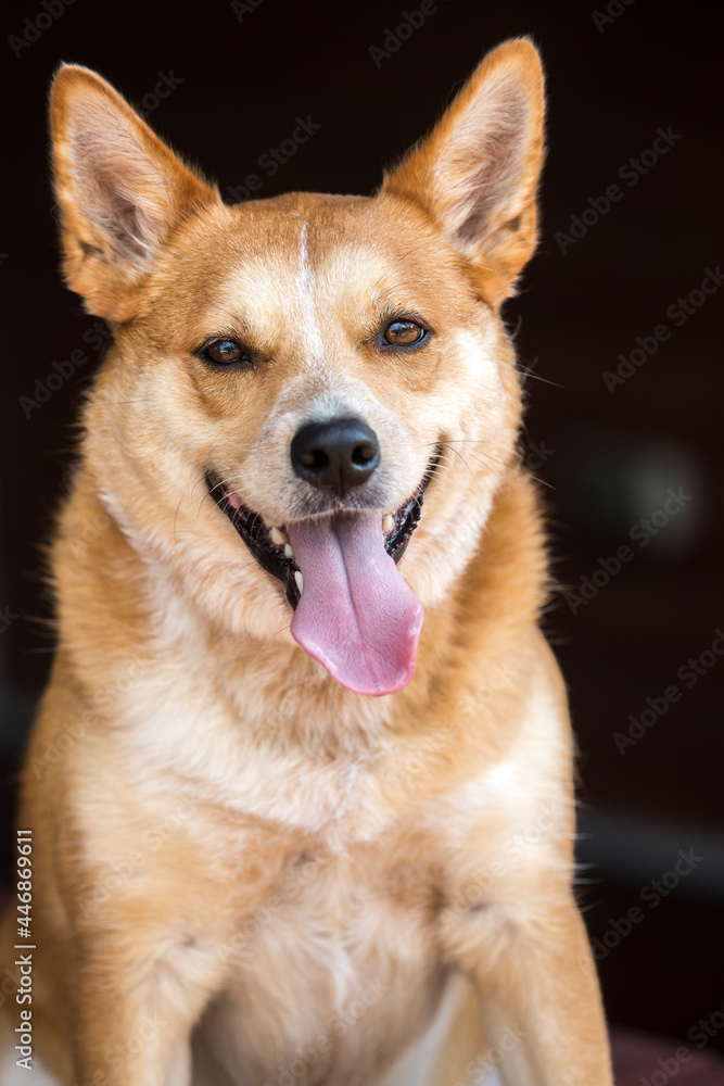 A close-up portrait of Welsh Corgi dog mix with tongue hanging w