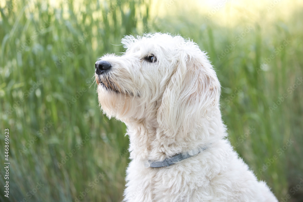 A close-up side-view portrait of white labradoodle sitting in grass