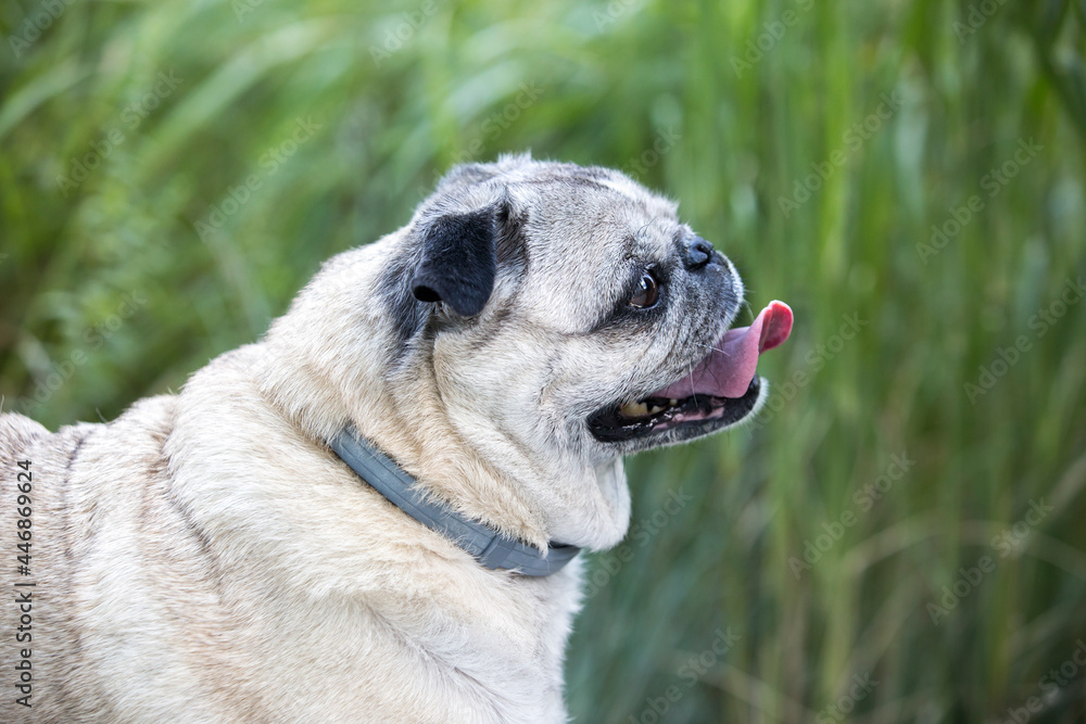 A close-up side-view of pug dog with grass in background.