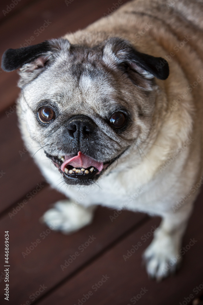 A close-up portrait of pug looking at camera with mouth open.