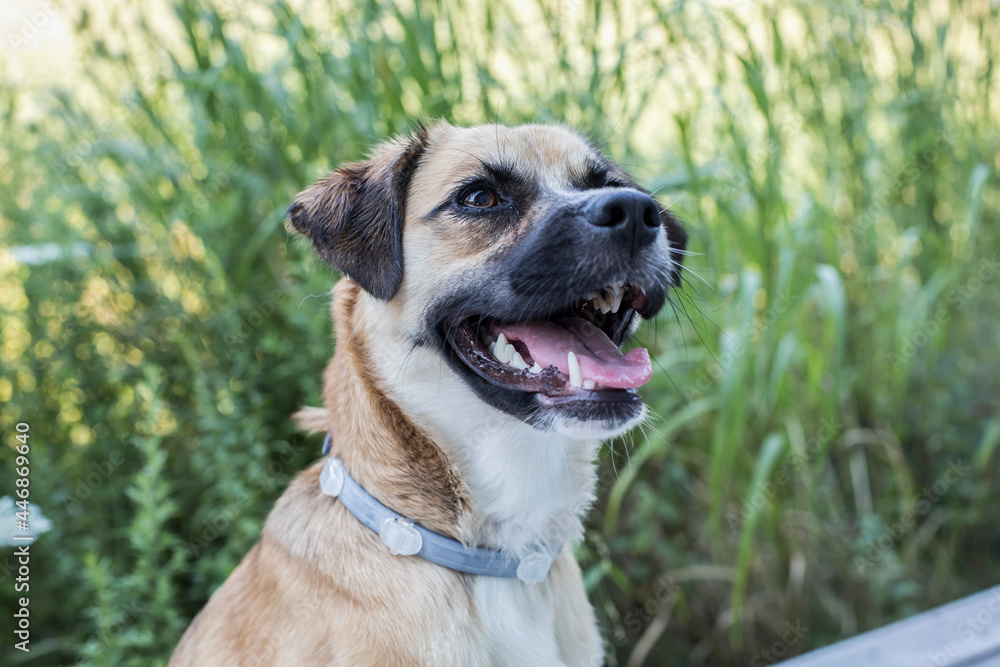 A close-up portrait of mixed-breed short-haired dog in grassy area