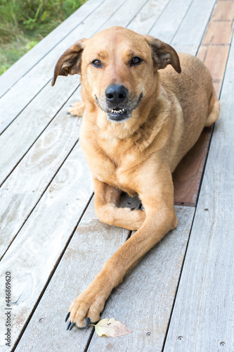 Brown short-haired mixed-breed dog lying on deck