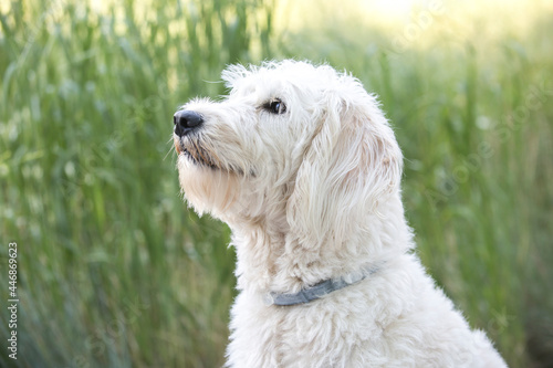 A close-up side-view portrait of white labradoodle sitting in grass