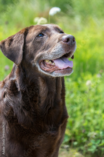 A close-up portrait of chocolate labrador dog in grassy area
