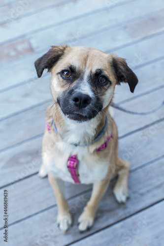 A close-up portrait of mixed-breed short-haired dog sitting on deck