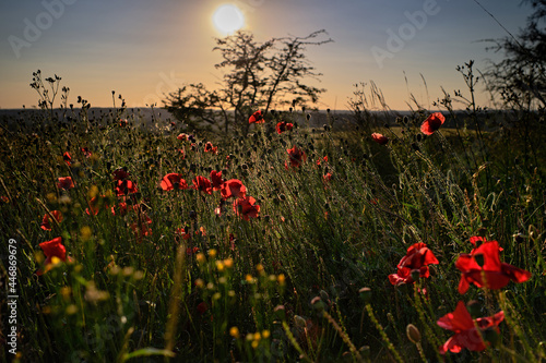 Red Poppy Field at Sunset