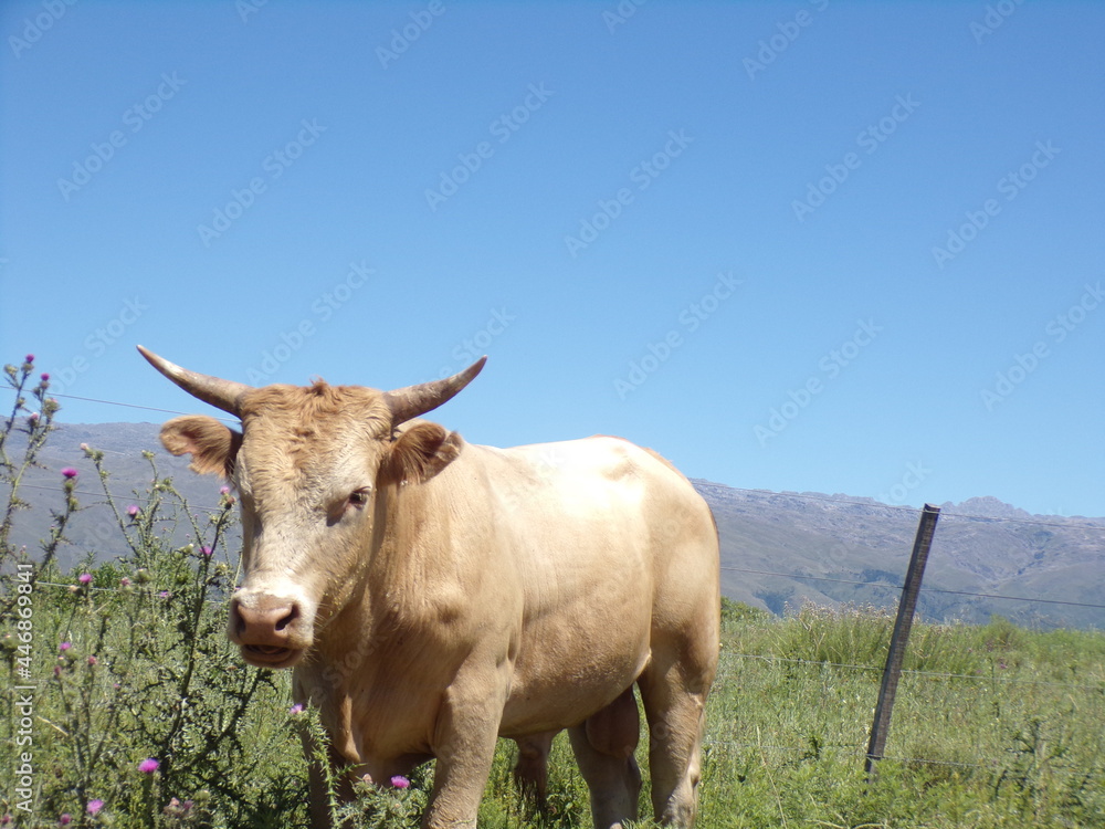 cow vaca