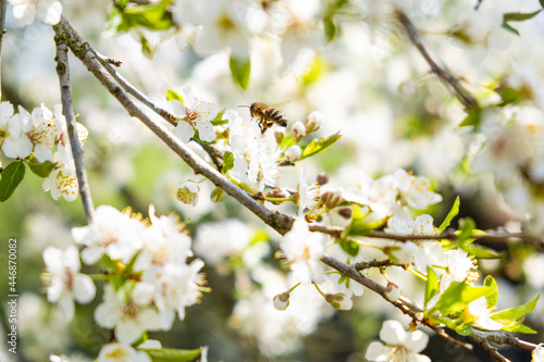 Close-up photo of a Honey Bee gathering nectar and spreading pollen on white flowers of white cherry tree