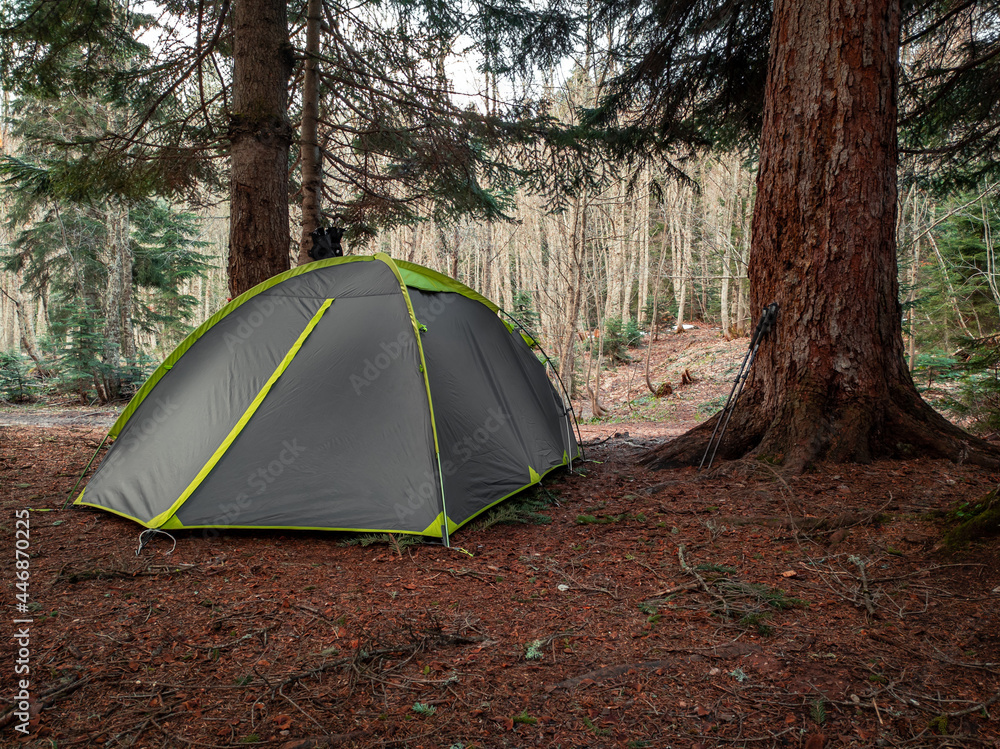 A gray tent with green stripes set up in the forest under the pine trees. Trekking tent during the hike. Front view.