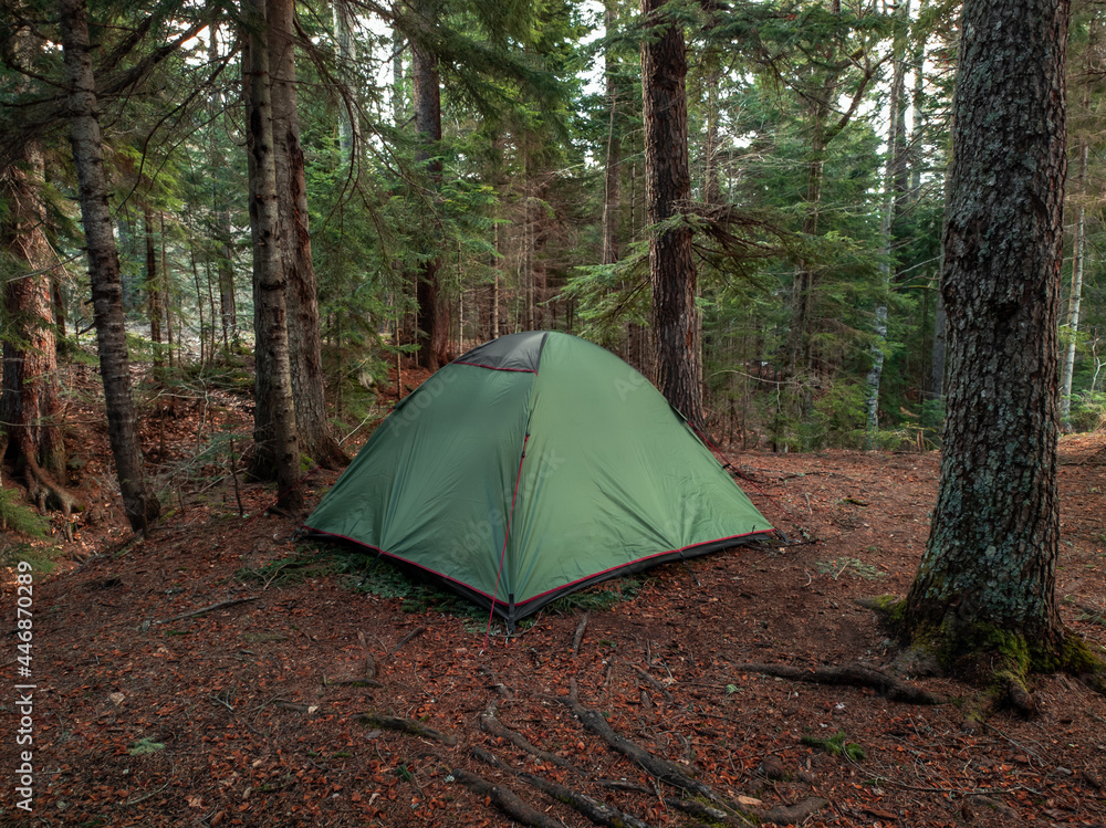 Green tent set up in the forest under the pine trees. Trekking tent during the hike. Back view.