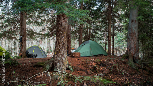 Gray and green tents set up in the forest under the pine trees. Trekking tent during the hike. Side view of the camp.