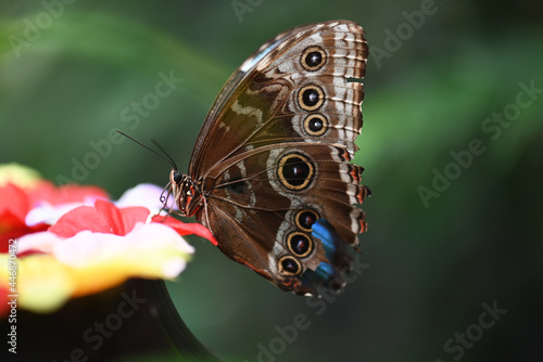 butterfly on leaf © Sheviakova
