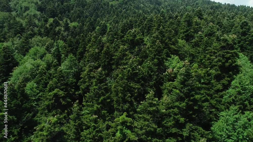 Aerial view of forest with blooming firs Aerial view of forest with blooming firs