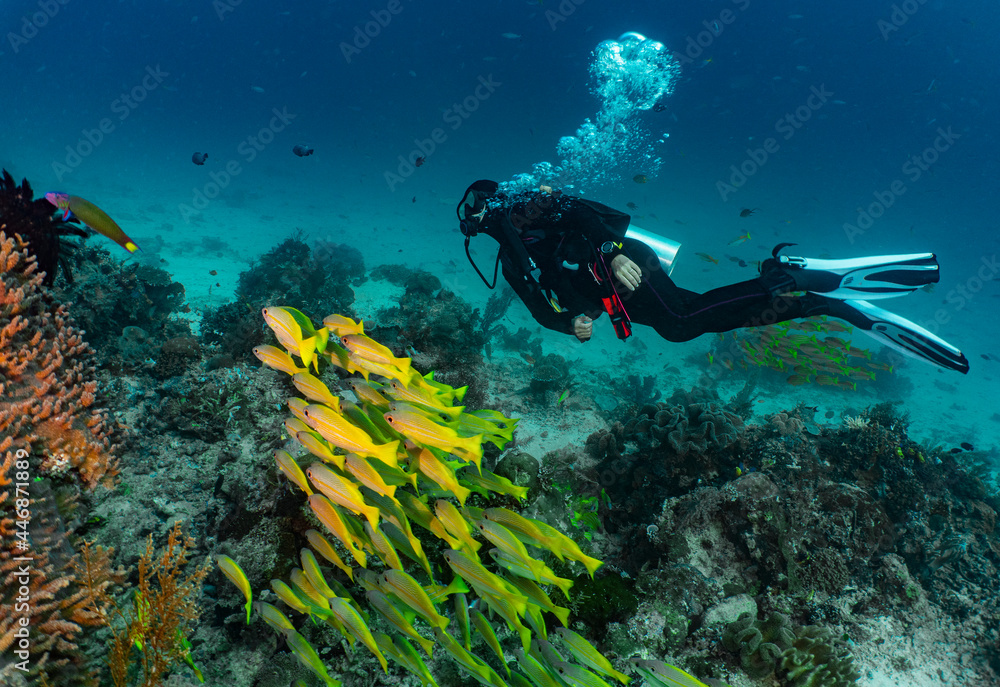 diver exploring the clear ocean at Raja Ampat / Indonesia