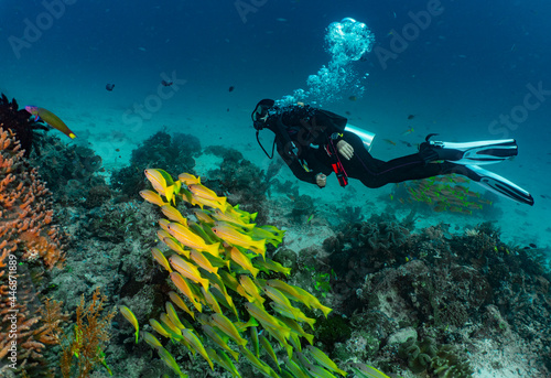 Wallpaper Mural diver exploring the clear ocean at Raja Ampat / Indonesia Torontodigital.ca