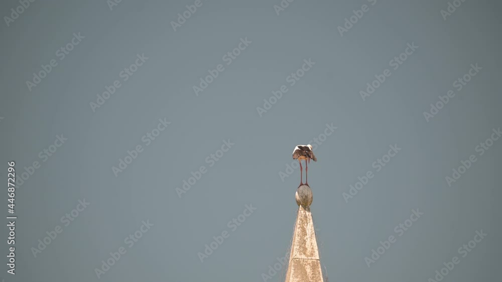 Stork balancing on a battlement before taking off Stork balancing on a battlement before taking off