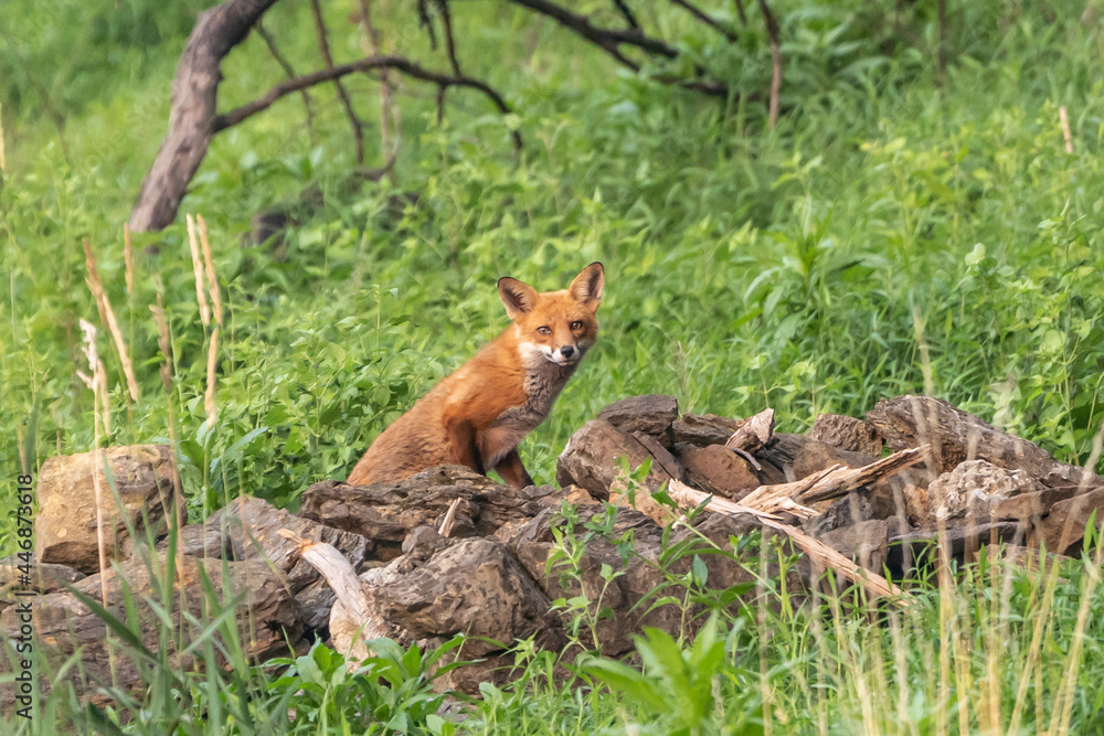 Obraz premium Red Fox looking at camera