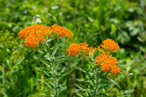 Asclepias tuberosa is commonly known as butterfly weed because butterflies attracted to the plant by its color and its copious production of nectar