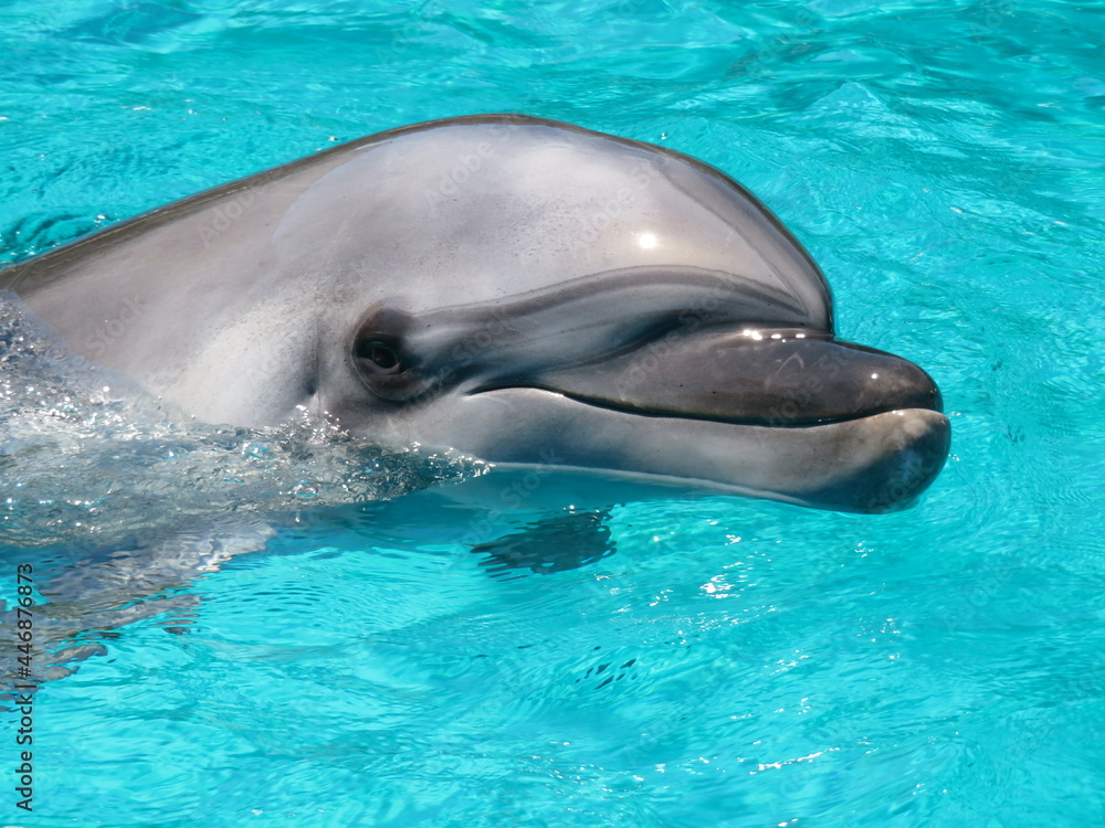 Obraz premium イルカ